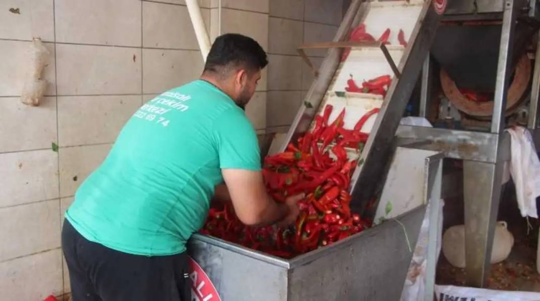 Adana’nın Tescilli Karaisalı Biberinde Salça Sezonu Açıldı 2